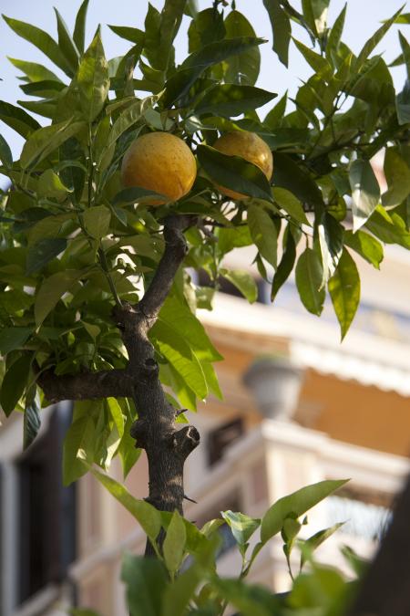 Lemon Tree