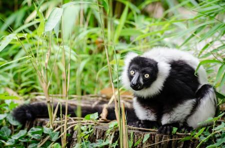 Lemur in the Zoo