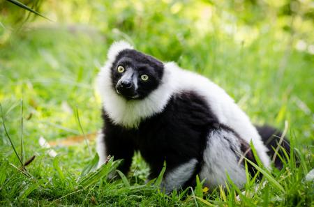 Lemur in the Zoo