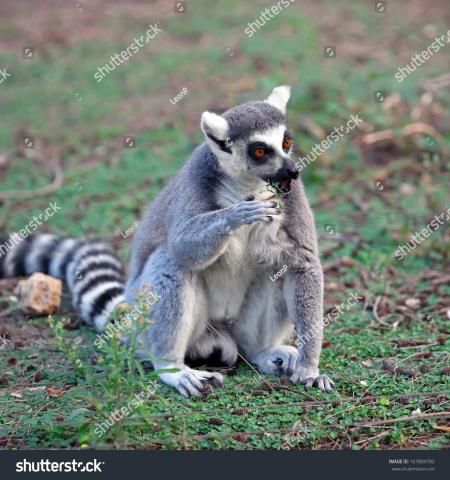 Lemur Pose