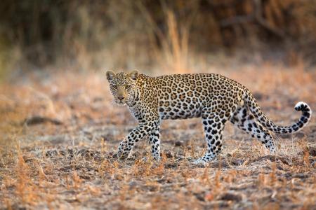 Photo Of Leopard