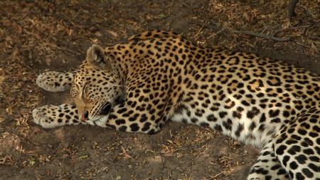 Leopard napping