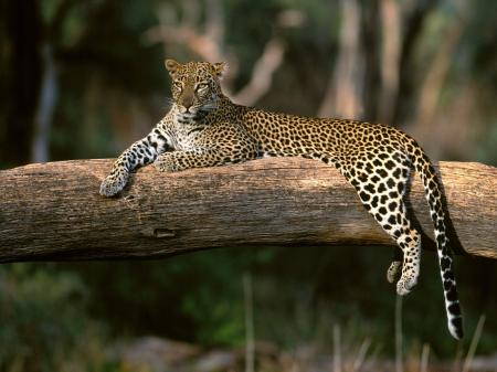 Leopard on Tree
