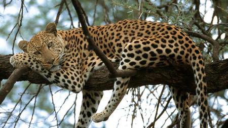 Leopard on Tree