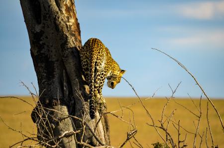 Leopard on Tree