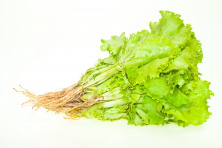 Lettuce leaves
