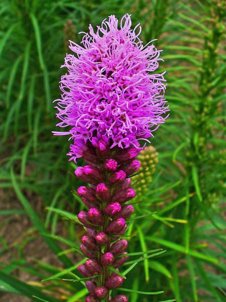 Liatris Spicata