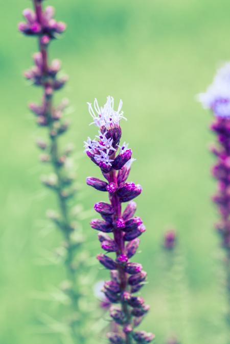 Liatris Spicata