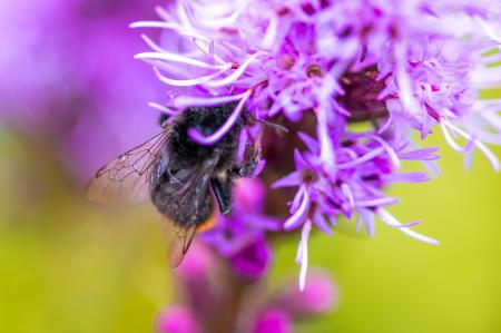 Liatris Spicata