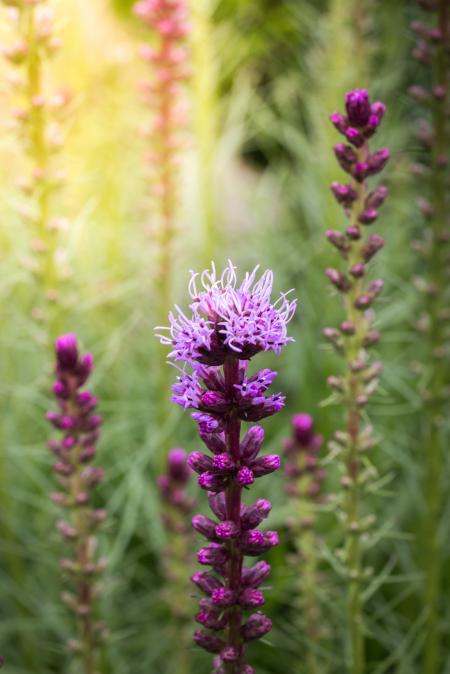 Liatris Spicata