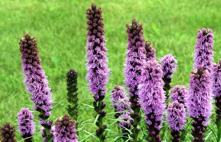 Liatris Spicata