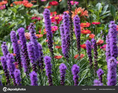 Liatris Spicata