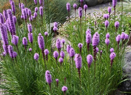 Liatris Spicata