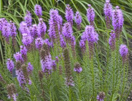 Liatris Spicata