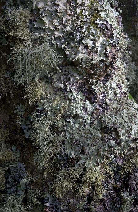 Wild Lichen