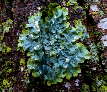 Lichen Closeup