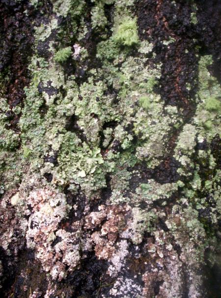 Lichen on West Facing Silver Birch 1