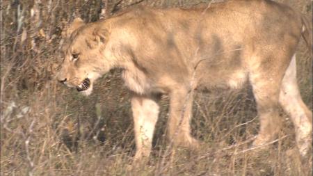 Licking Lioness