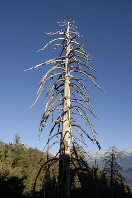 Lifeless Pine in Sequoia National Park