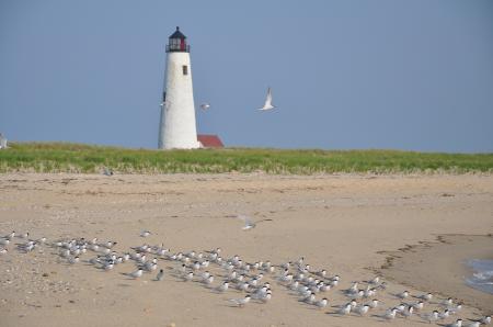 Lighthouse on the Shore