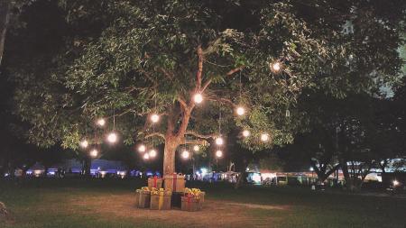 Lights Hanging on Green Leaf Tree