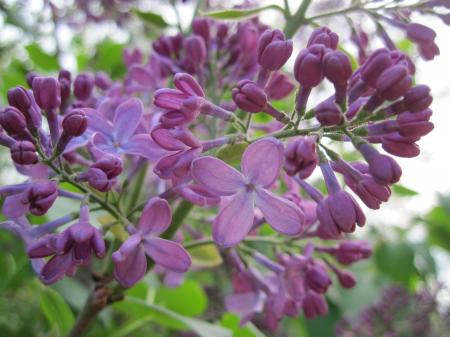 Lilac blossoms