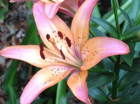 Lily Closeup