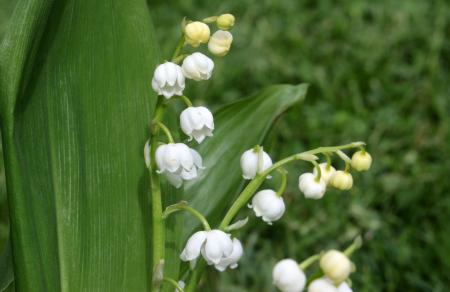 Lily of the Valley