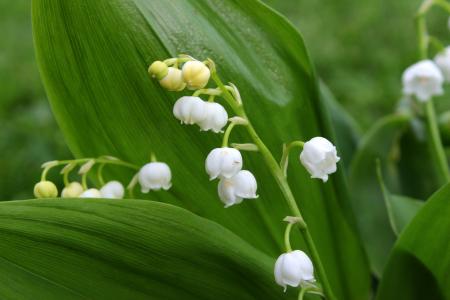 Lily of the Valley