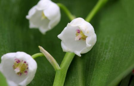 Lily of the Valley