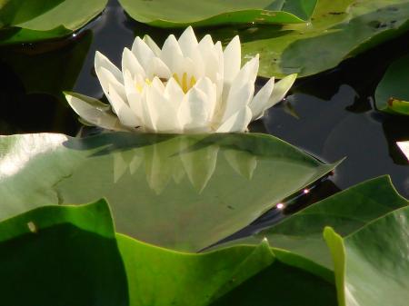 Lily Pad