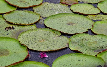 Lily Pad