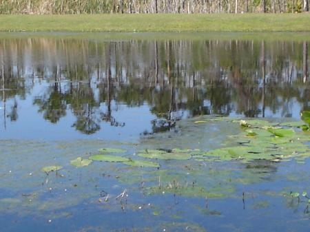 Lily Pads on Lake