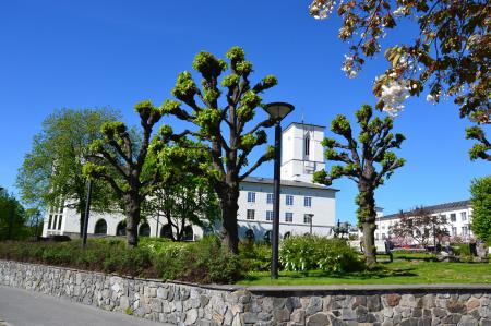 Linden trees in Oslo