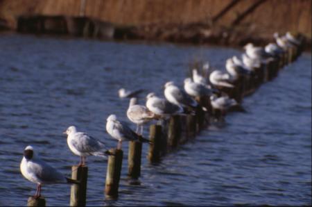 Line of seagulls
