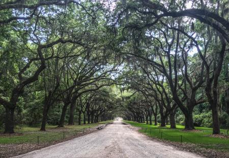 Tree Lined