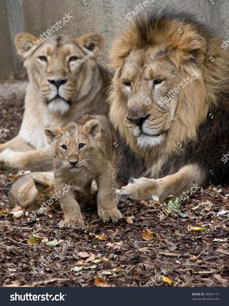 Lion Family