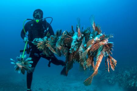 Lion fish