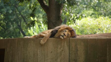 Lion lying down