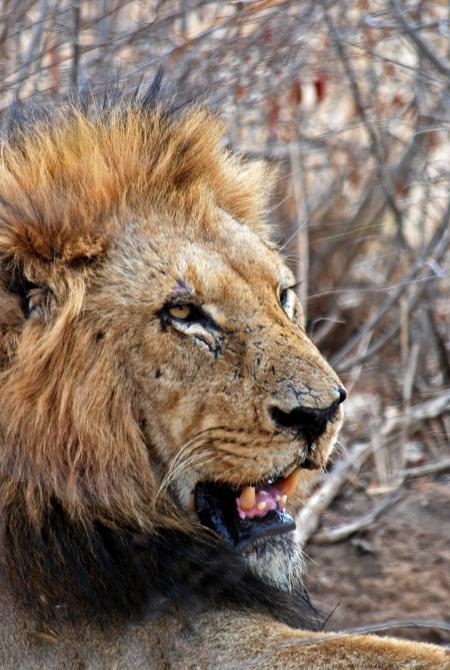 Lion Lying on Ground