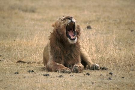 Lion Roaring