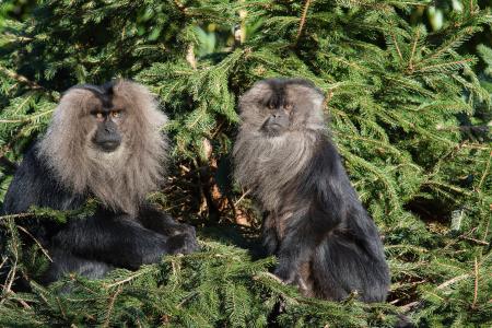 Lion-tailed macaque 2016-01-08-00115