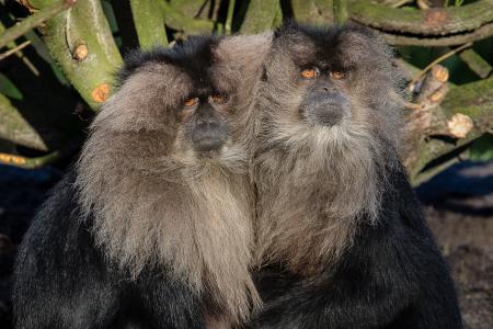 Lion-tailed macaque 2016-01-08-00542