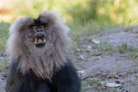 Lion-tailed macaque 2016-01-08-00645
