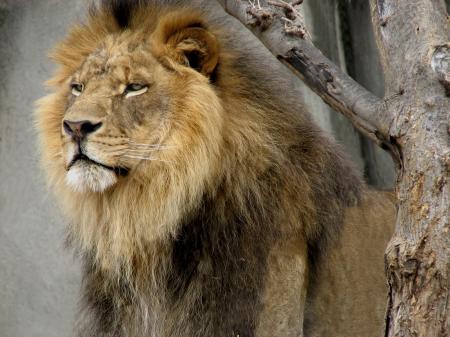 Lion with  Beard