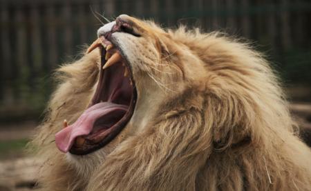 Lion Yawning