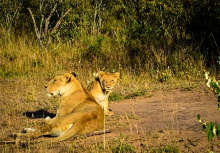 Lioness and Lion Cub Lying on Brown and Green Grass at Daytime