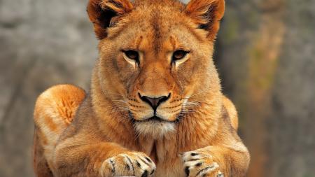 Lioness in closeup