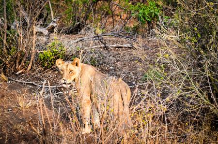 Lioness on Forest