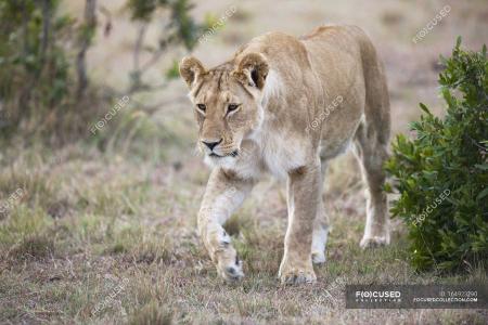 Lioness on Ground